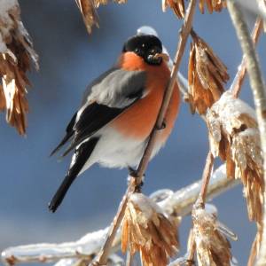 02_Snegir_original_original