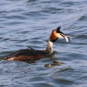 04_Comga_pojmala_okuna_original_original